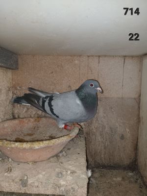 Tauben Brieftauben Jan Aarden Bild 4