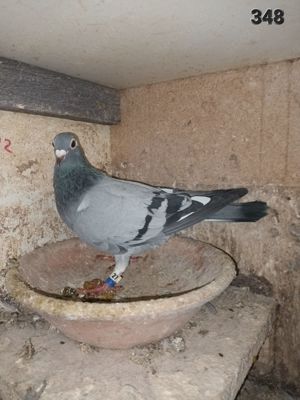 Tauben Brieftauben Jan Aarden Bild 5