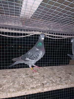 Tauben Brieftauben Jan Aarden Bild 2