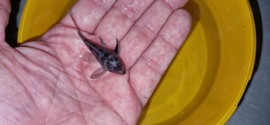 Hypancistrus spec. Zombie - L70, Jungtiere