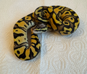 0.1 Pastel Vanilla YB het clown  Bild 2