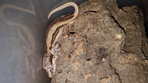 Rhacodactylus auriculatus, Höckerkopfgecko