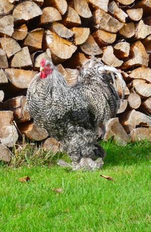 BRUTEIER Brahma gesperbert grosse Rasse Bild 4