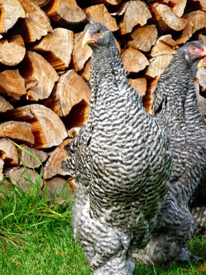 BRUTEIER Brahma gesperbert grosse Rasse Bild 5