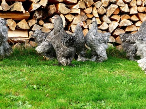 BRUTEIER Brahma gesperbert grosse Rasse Bild 2