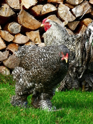 BRUTEIER Brahma gesperbert grosse Rasse Bild 6