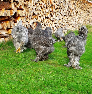 BRUTEIER Brahma gesperbert grosse Rasse Bild 3