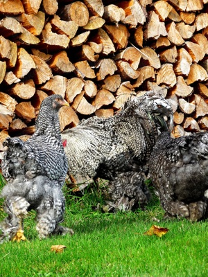 BRUTEIER Brahma gesperbert grosse Rasse Bild 7