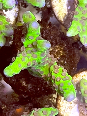 Goldenrod Anacropora von Akvantika Plus