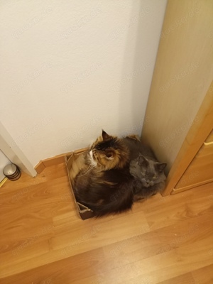 Maine Coon und Maine Coon BKH Perser Kater abzugeben