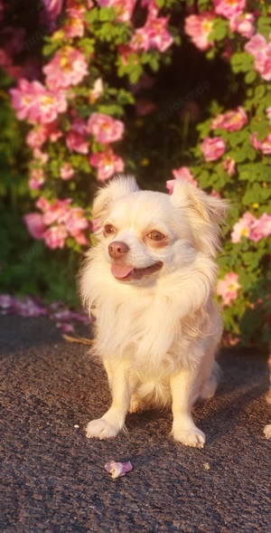 Chihuahua Deckrüden Bild 7