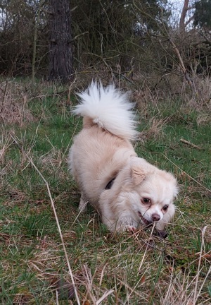 Chihuahua Deckrüden Bild 4