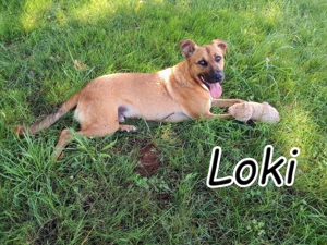 Geben Sie Loki den Sonnenschein wieder zurück ins Leben?
