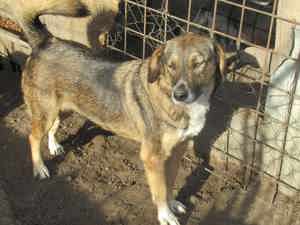 Sunshine N ca. 50 cm   die Edle