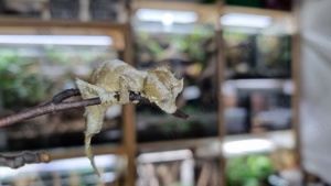 Uroplatus ebenaui Paare