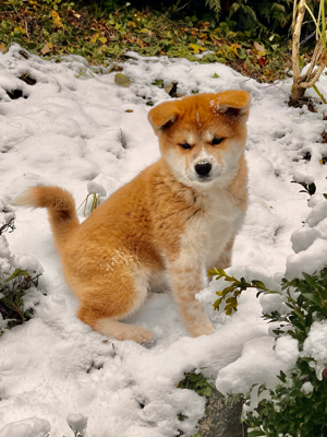 Der schönste Junge ist noch zu vermitteln, reinrassiger japanischer Akitu Inu Welpe 