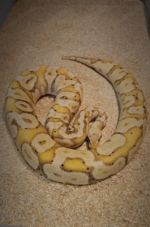 Königspython Super Pastel Banana