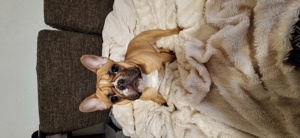 Französische Bulldoggen Dame Bild 2