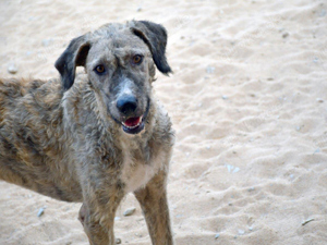 Kore sucht ihr Zuhause