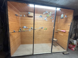 Wellensittiche in verschiedenen Farben 