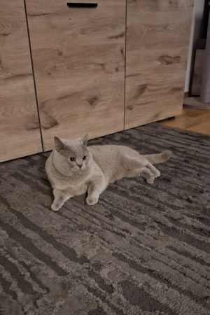 Deckkater BKH ,,,, kein Verkauf 