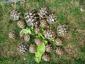 Griechische Landschildkröten 