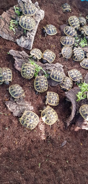 Griechische Landschildkröten  Bild 3
