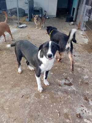 Donald ist ready für eine neues Zuhause Bild 5