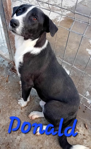 Donald ist ready für eine neues Zuhause Bild 7