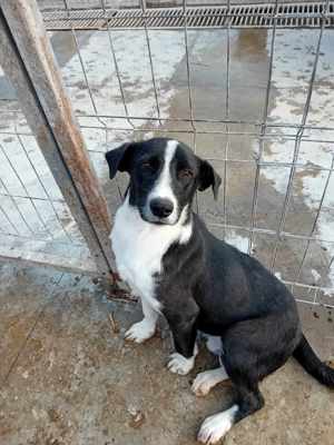 Donald ist ready für eine neues Zuhause Bild 8