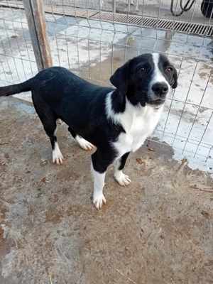 Donald ist ready für eine neues Zuhause Bild 6