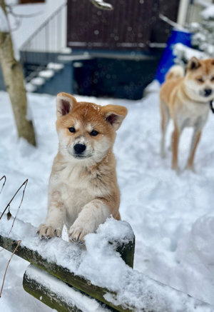 Reinrassige japanische Akita-Inu-Welpen ab Mitte Januar in liebevolle Hände abzugeben 
