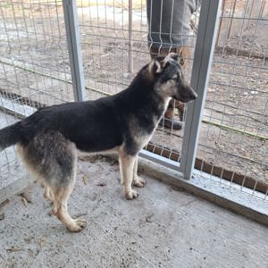 Rüde Archie sucht sein Körbchen