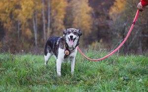 Liebenswerte Prea sucht ihr Altersruhe-Körbchen Bild 9