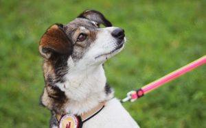 Liebenswerte Prea sucht ihr Altersruhe-Körbchen Bild 5