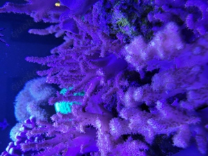 Sinularia rosa Fingerlederkoralle Aquarium Koralle Meerwasser Weichkoralle 