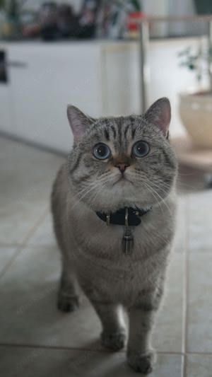 BKH Deckkater  Bild 3