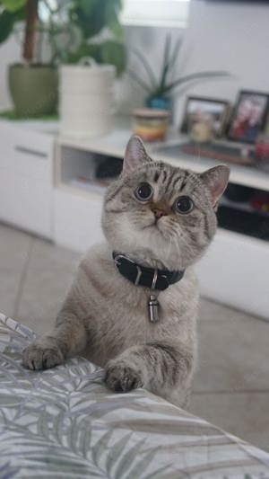 BKH Deckkater  Bild 4