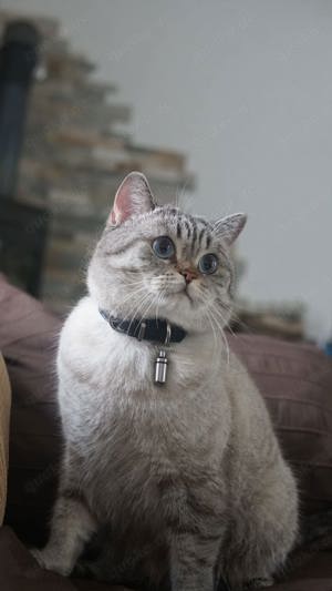 BKH Deckkater 