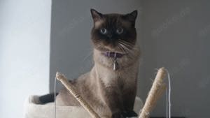 BKH Deckkater  Bild 3