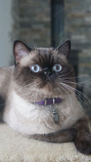 BKH Deckkater  Bild 4