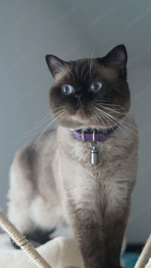 BKH Deckkater 