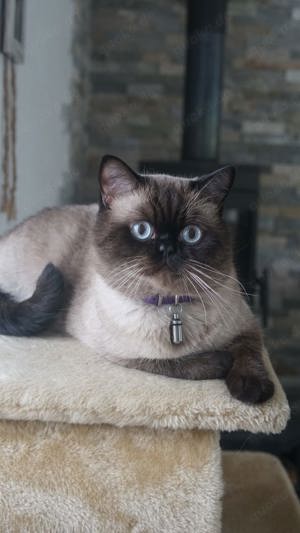 BKH Deckkater  Bild 5