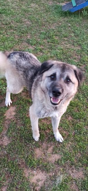 Der superliebe Kangal Mix Sami sucht seine Menschen fürs Leben - gerne auch als Pflegestelle! 