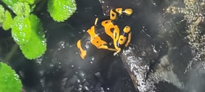 0.0.X Dendrobates Leucomelas  Pfeilgiftfrösche