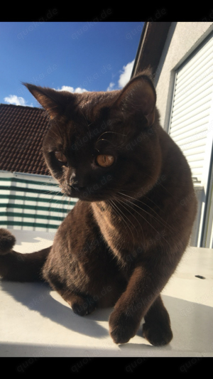 Deckkater BKH Chocolate