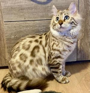 Seltenes seal mink Cashmere Bengal Mädchen. !! VERGEBEN !! Doch Babys sind unterwegs  Bild 4