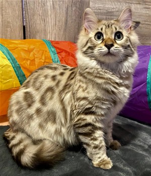 Seltenes seal mink Cashmere Bengal Mädchen. !! VERGEBEN !! Doch Babys sind unterwegs  Bild 2