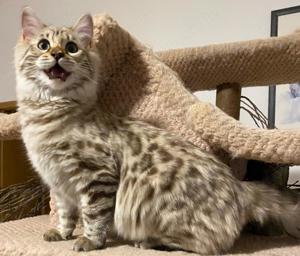 Seltenes seal mink Cashmere Bengal Mädchen. !! VERGEBEN !! Doch Babys sind unterwegs  Bild 3