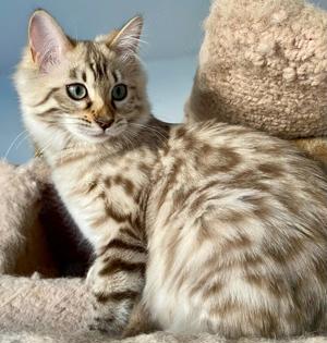 Seltenes seal mink Cashmere Bengal Mädchen. !! VERGEBEN !! Doch Babys sind unterwegs  Bild 6